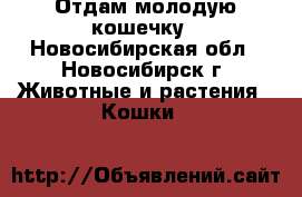 Отдам молодую кошечку - Новосибирская обл., Новосибирск г. Животные и растения » Кошки   